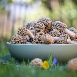 morels, mushrooms, bowl