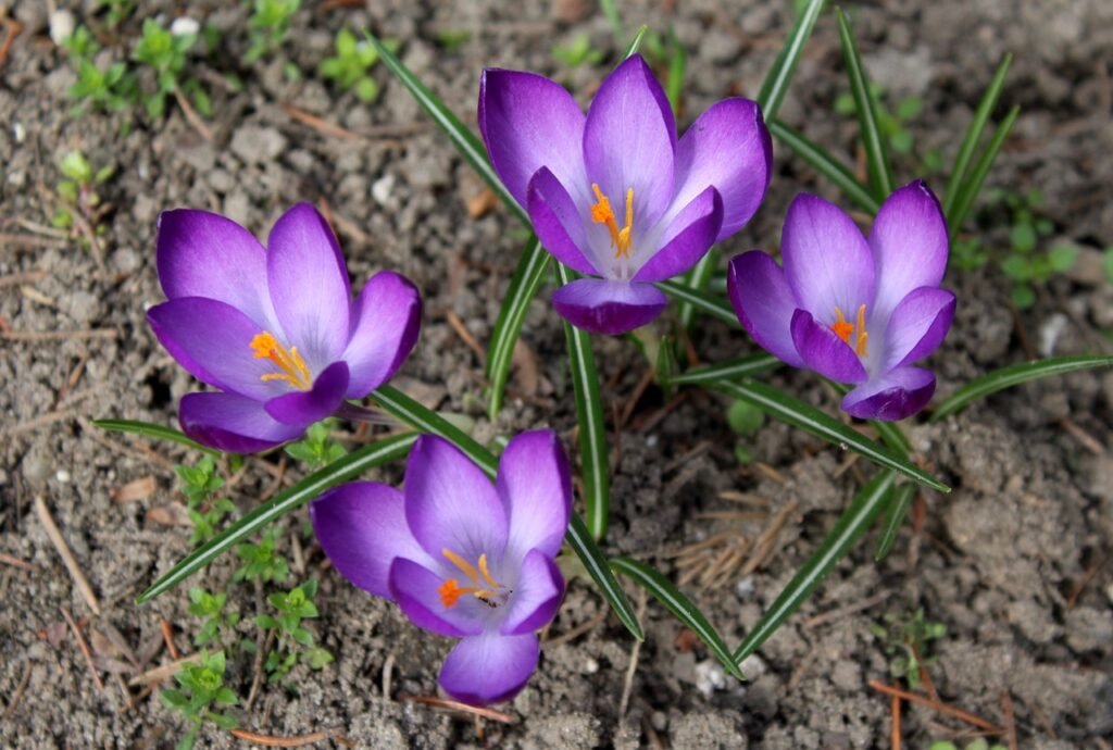 crocuses, beautiful flowers, spring